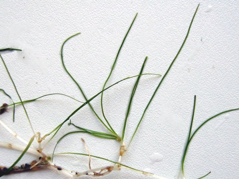 Horned pondweed: Sumpf-Teichfaden Zannichellia palustris , Müritz-Gebiet