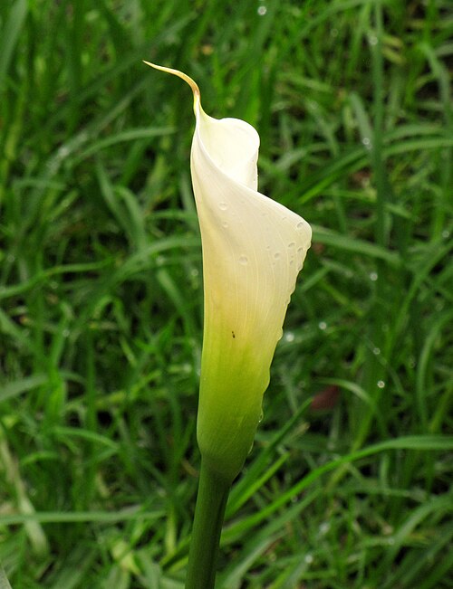 Arum lily: Cartucho