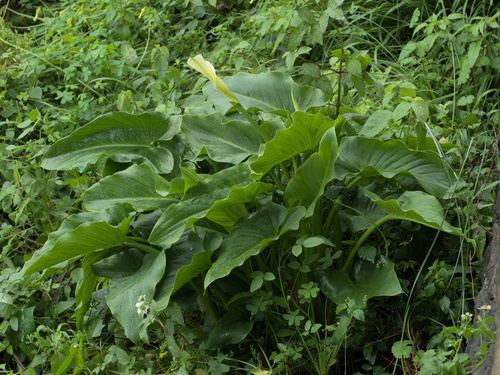 Arum lily (Zantedeschia aethiopica)