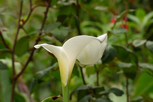 Arum lily: Cartucho