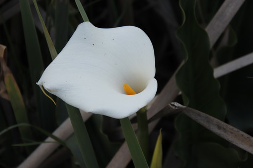 Arum lily (Zantedeschia aethiopica)