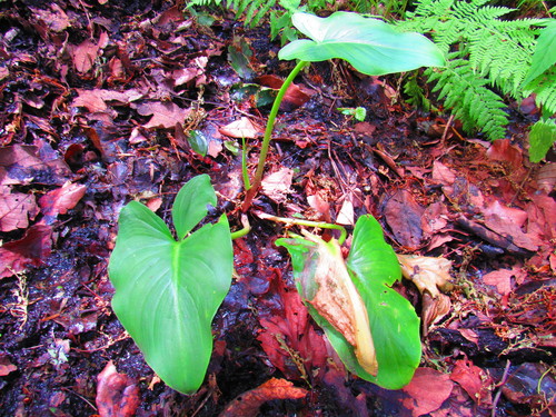 Arum lily (Zantedeschia aethiopica)
