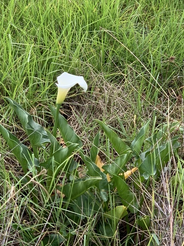 Arum lily (Zantedeschia aethiopica)
