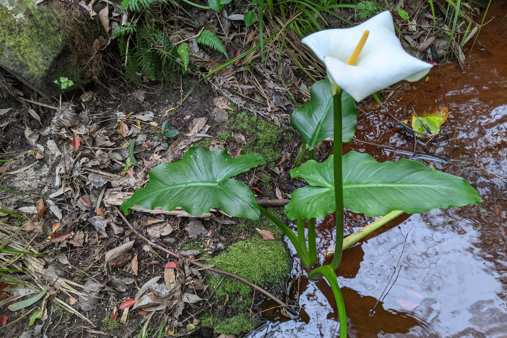 Arum lily (Zantedeschia aethiopica)