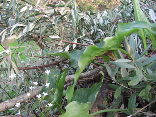 Arum lily (Zantedeschia aethiopica)