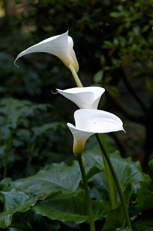 Arum lily: Zantedeschia aethiopica