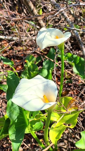 Arum lily (Zantedeschia aethiopica)