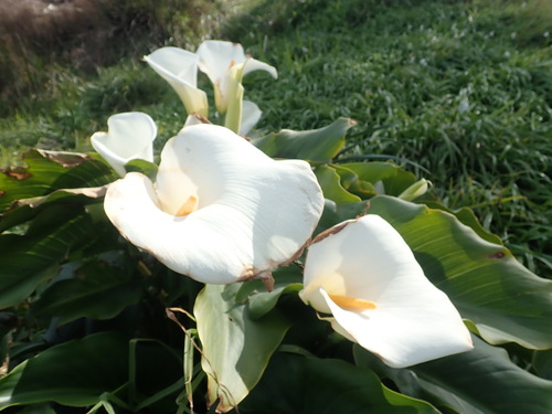 Arum lily (Zantedeschia aethiopica)