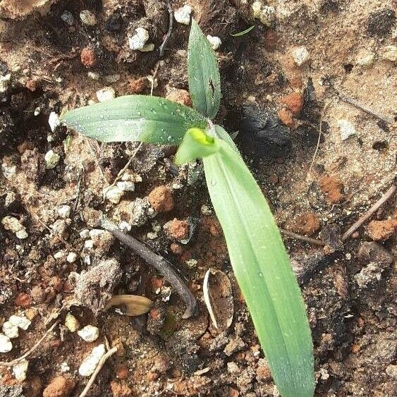 Corn (Zea mays)