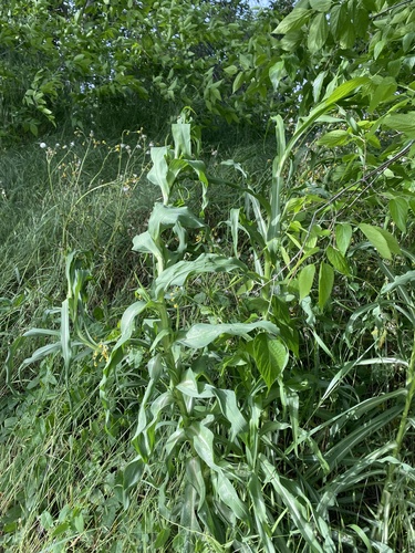 Corn (Zea mays)