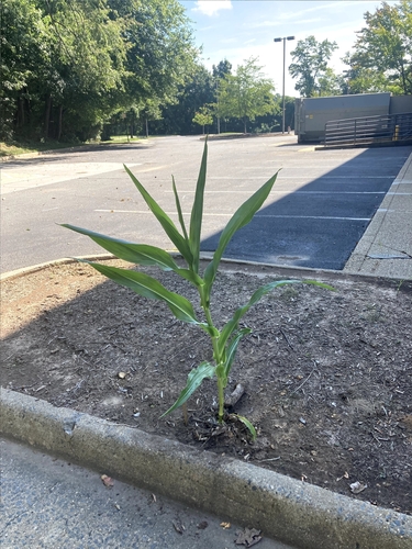 Corn (Zea mays)