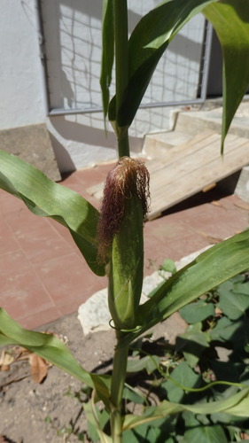Corn (Zea mays)