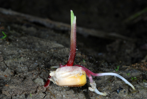 Corn (Zea mays)