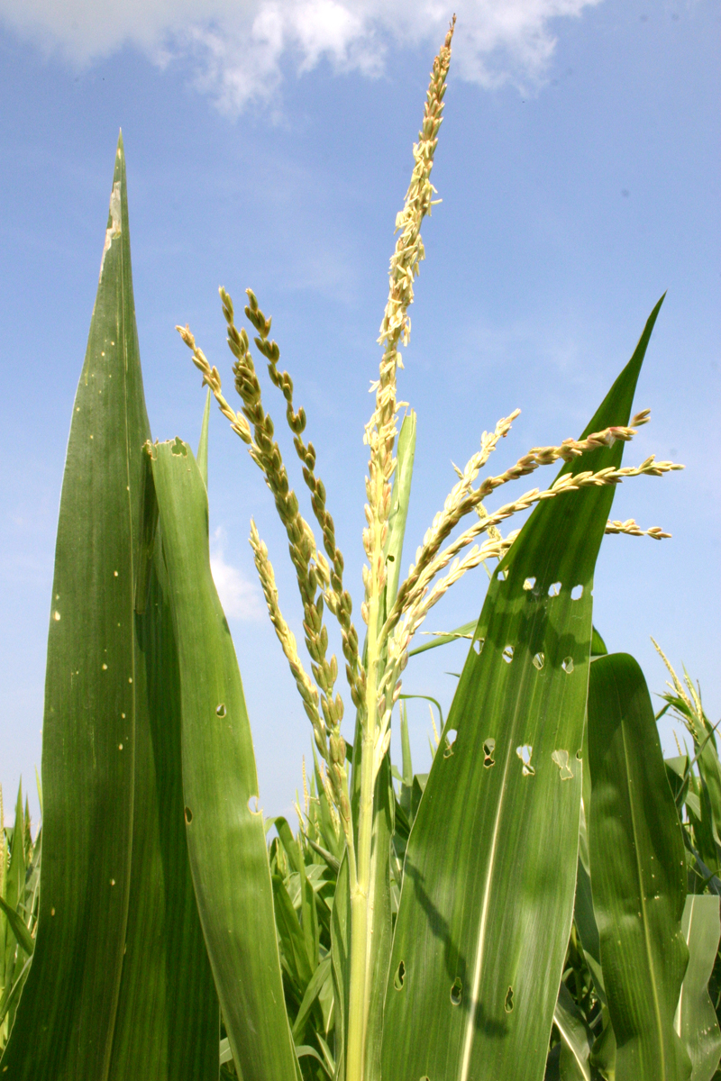 Corn: سداة نبات الذرة، يظهر حبوب اللقاح في النباتات المذكرة و التي تنتقل للنباتات المؤنثة عبر الهواء