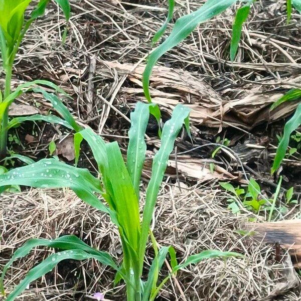 Corn (Zea mays)