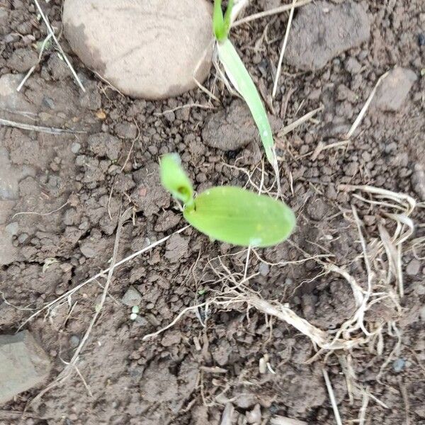 Corn (Zea mays)