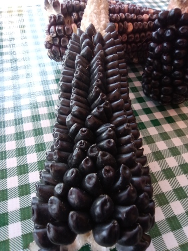 Corn (Zea mays)