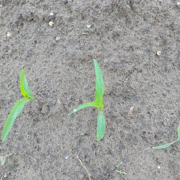 Corn (Zea mays)