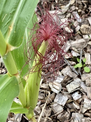 Corn (Zea mays)