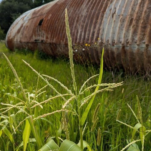 Corn (Zea mays)