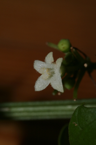 Zehneria emirnensis (Zehneria emirnensis)