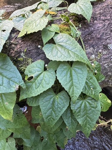 Zehneria emirnensis (Zehneria emirnensis)