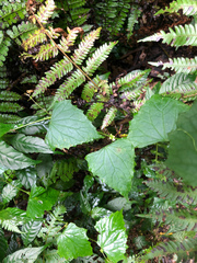 Zehneria guamensis (Zehneria guamensis)