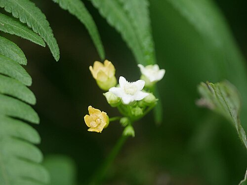 Zehneria guamensis: 2019/01/02 沖縄本島：Okinawa Island, Okinawa Pref. Japan