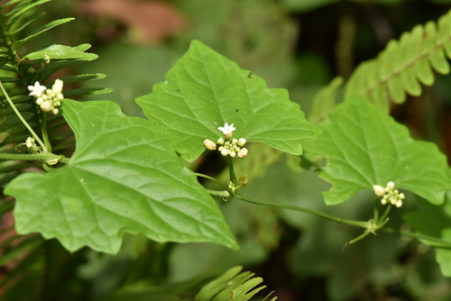 Zehneria guamensis (Zehneria guamensis)