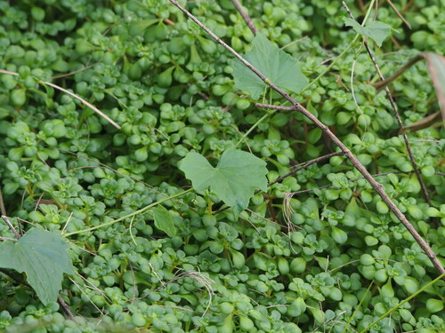 Zehneria guamensis (Zehneria guamensis)