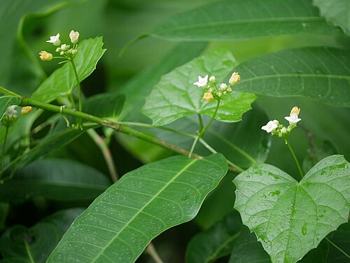 Zehneria guamensis: 2019/01/02 沖縄本島：Okinawa Island, Okinawa Pref. Japan