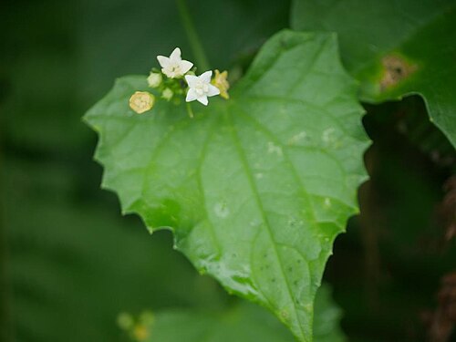 Zehneria guamensis: 2019/01/02 沖縄本島：Okinawa Island, Okinawa Pref. Japan