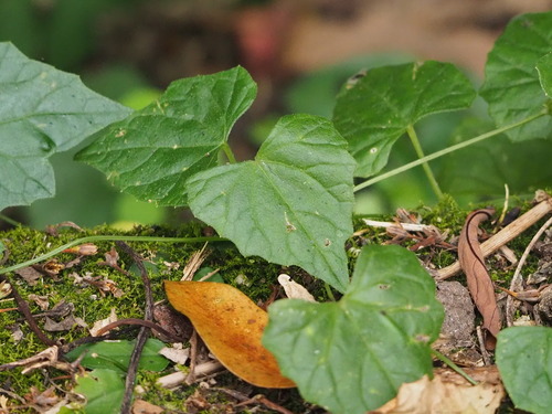 Zehneria guamensis (Zehneria guamensis)