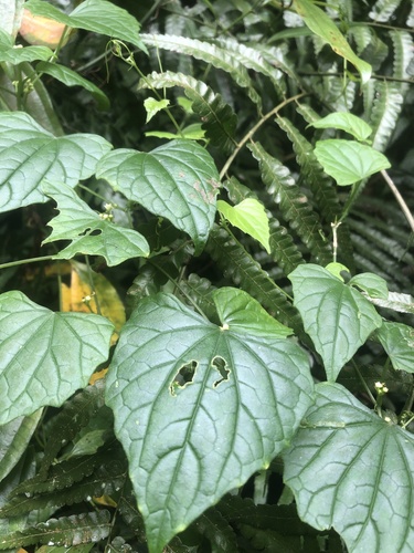 Zehneria guamensis (Zehneria guamensis)