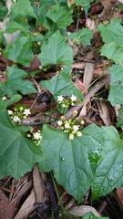 Zehneria guamensis (Zehneria guamensis)
