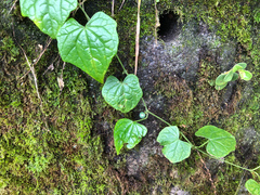 Zehneria guamensis (Zehneria guamensis)