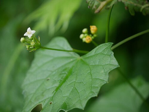 Zehneria guamensis: 2019/01/02 沖縄本島：Okinawa Island, Okinawa Pref. Japan