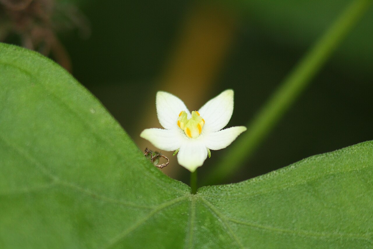 Zehneria japonica: Melothria japonica