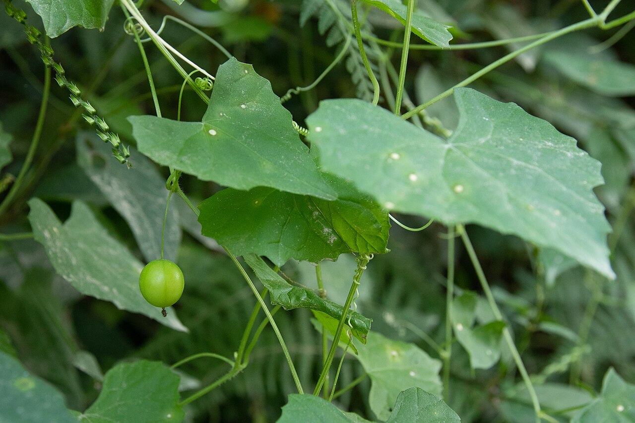 Zehneria japonica: スズメウリ (学名: Zehneria japonica ) 撮影地: 茨城県 行方市