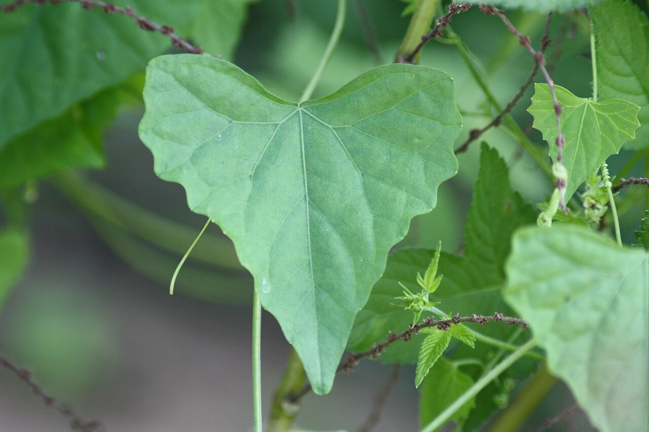 Zehneria japonica: Melothria japonica