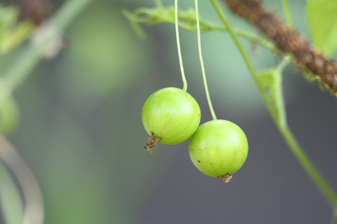 Zehneria japonica: Melothria japonica