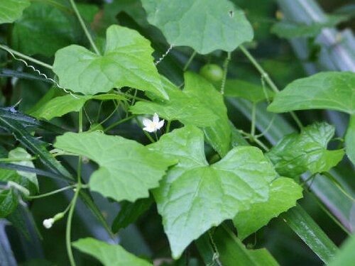 Zehneria japonica: Zehneria japonica