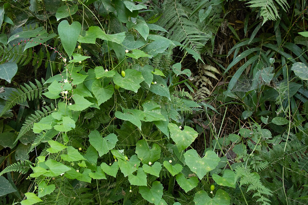 Zehneria japonica: スズメウリ (学名: Zehneria japonica ) 撮影地: 茨城県 行方市