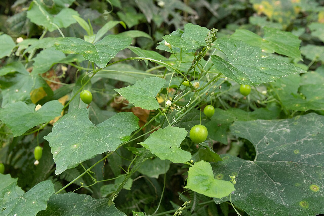 Zehneria japonica: スズメウリ (学名: Zehneria japonica ) 撮影地: 茨城県 行方市