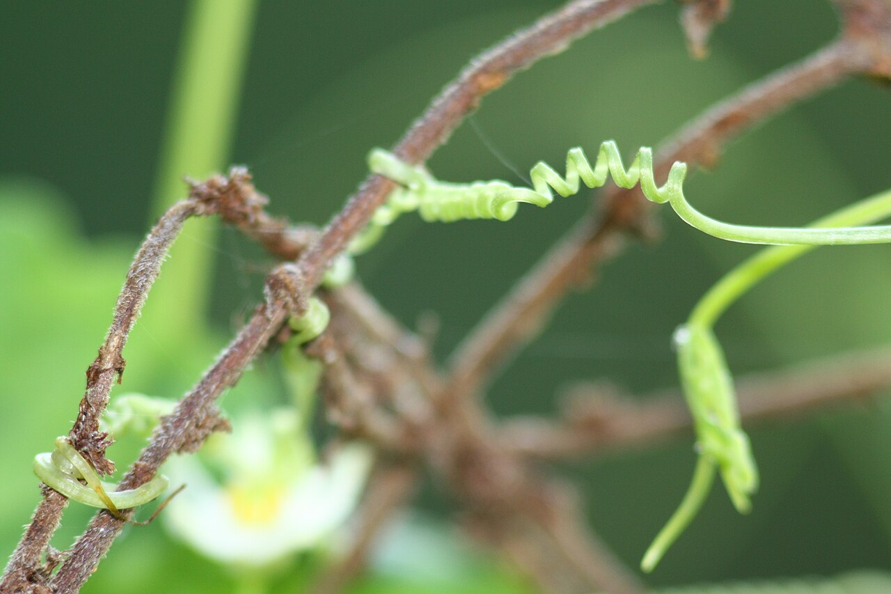 Zehneria japonica: Melothria japonica