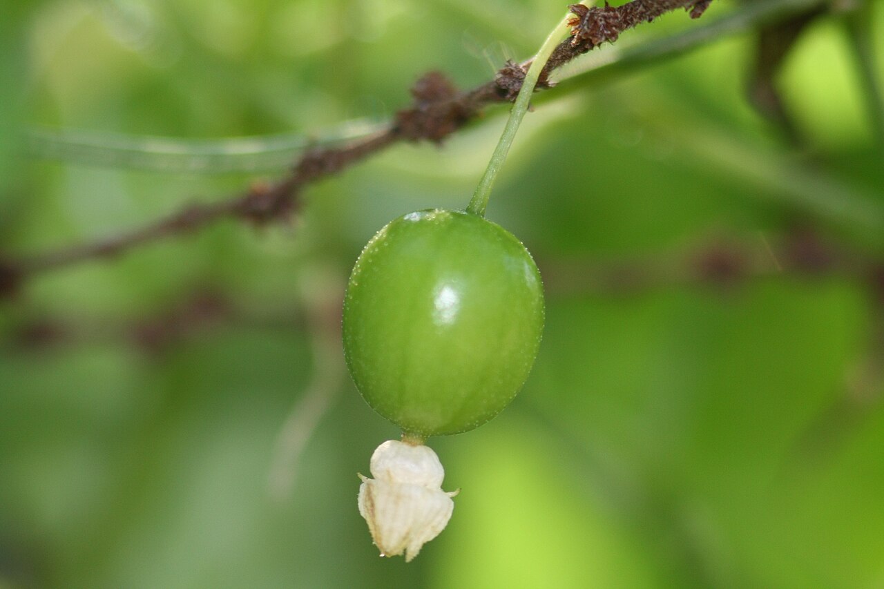 Zehneria japonica: Melothria japonica
