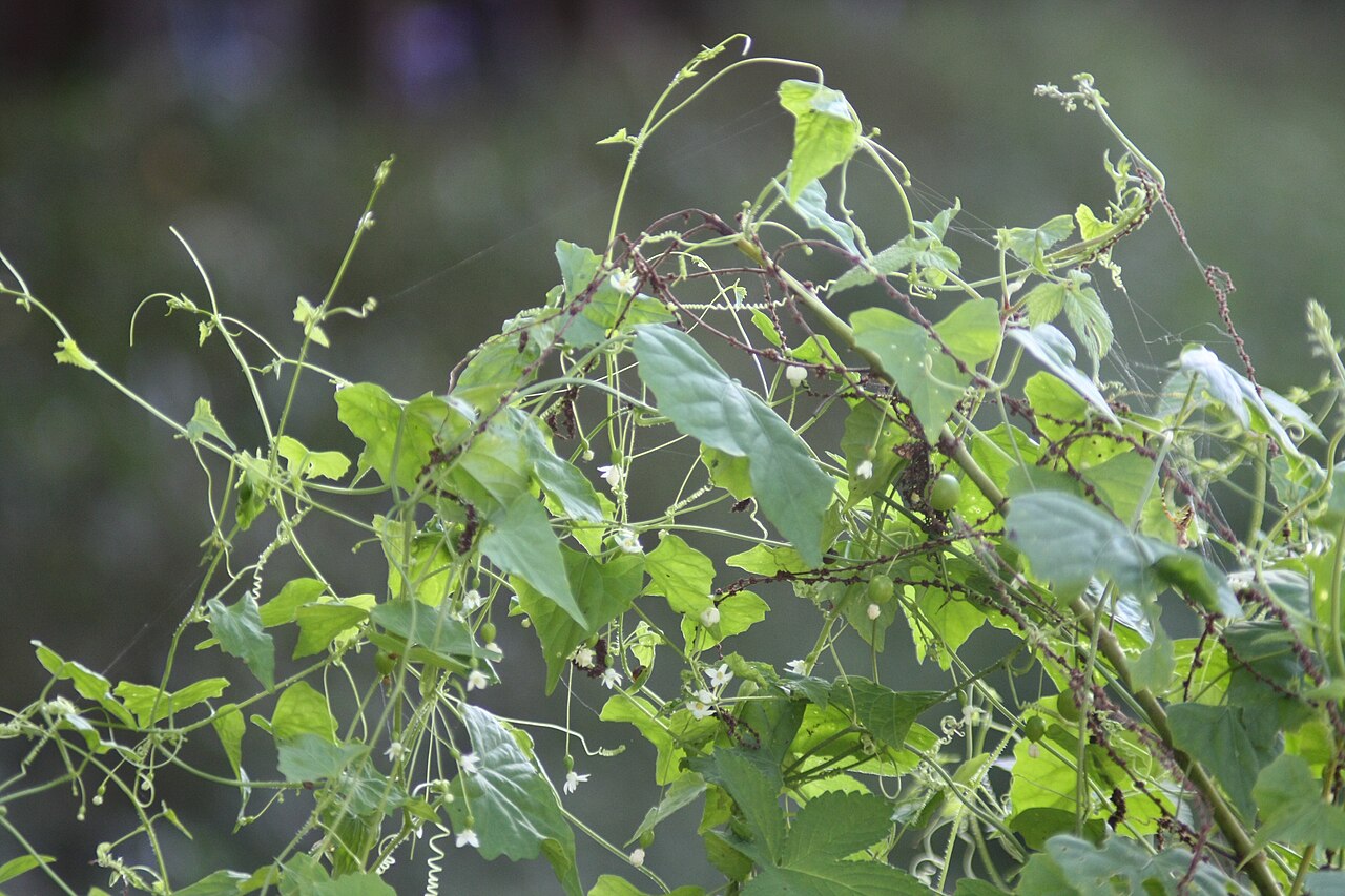 Zehneria japonica: Melothria japonica in Damyang, Korea