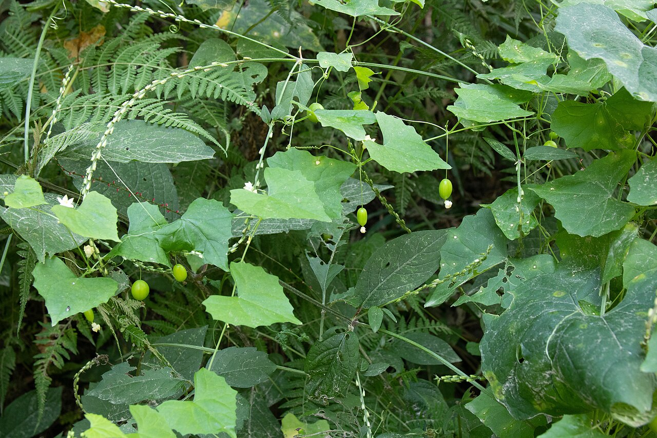 Zehneria japonica: スズメウリ (学名: Zehneria japonica ) 撮影地: 茨城県 行方市