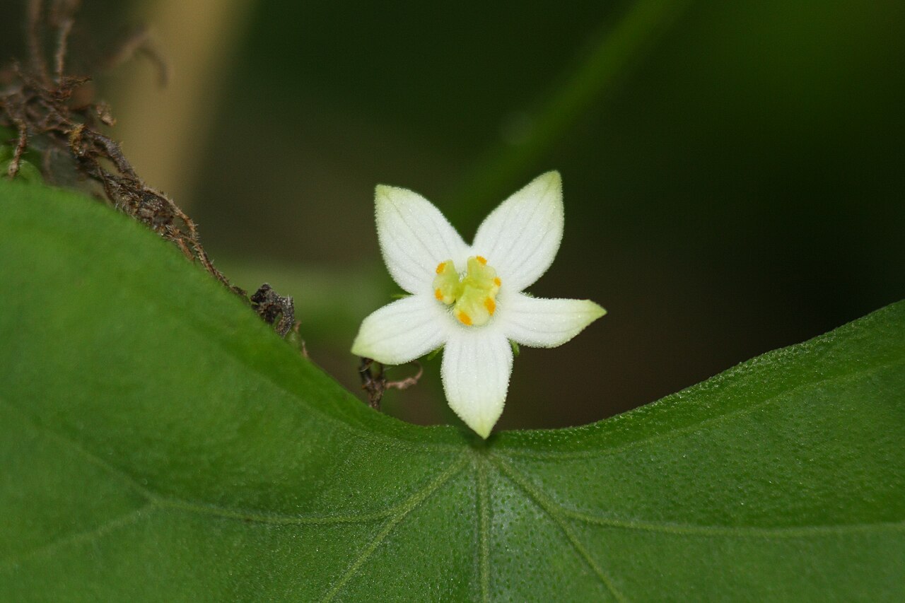 Zehneria japonica: Melothria japonica