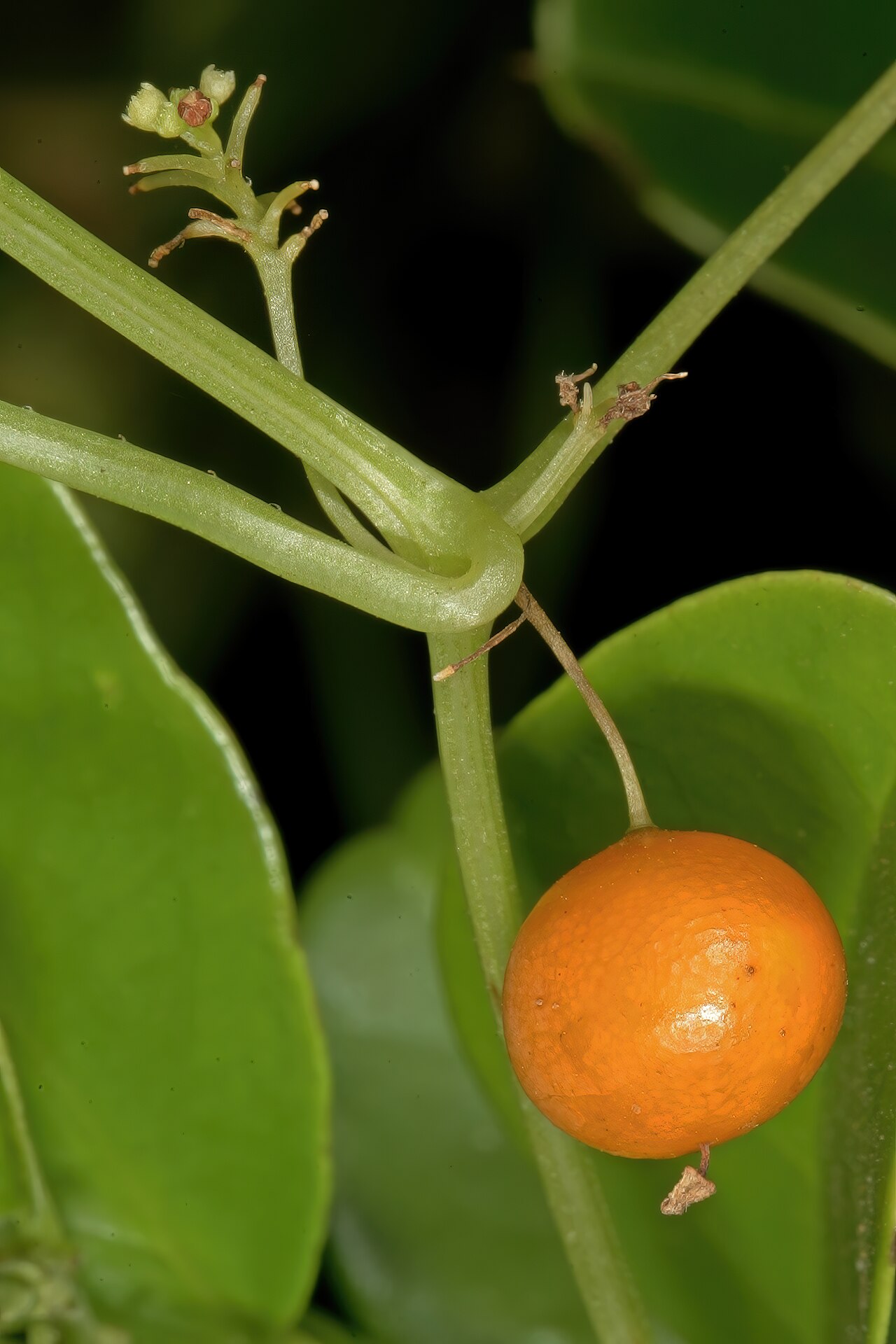 Zehneria marlothii: Zehneria marlothii , ripe fruit; Pretoria National Botanical Garden (natural), Pretoria, Gauteng, South Africa